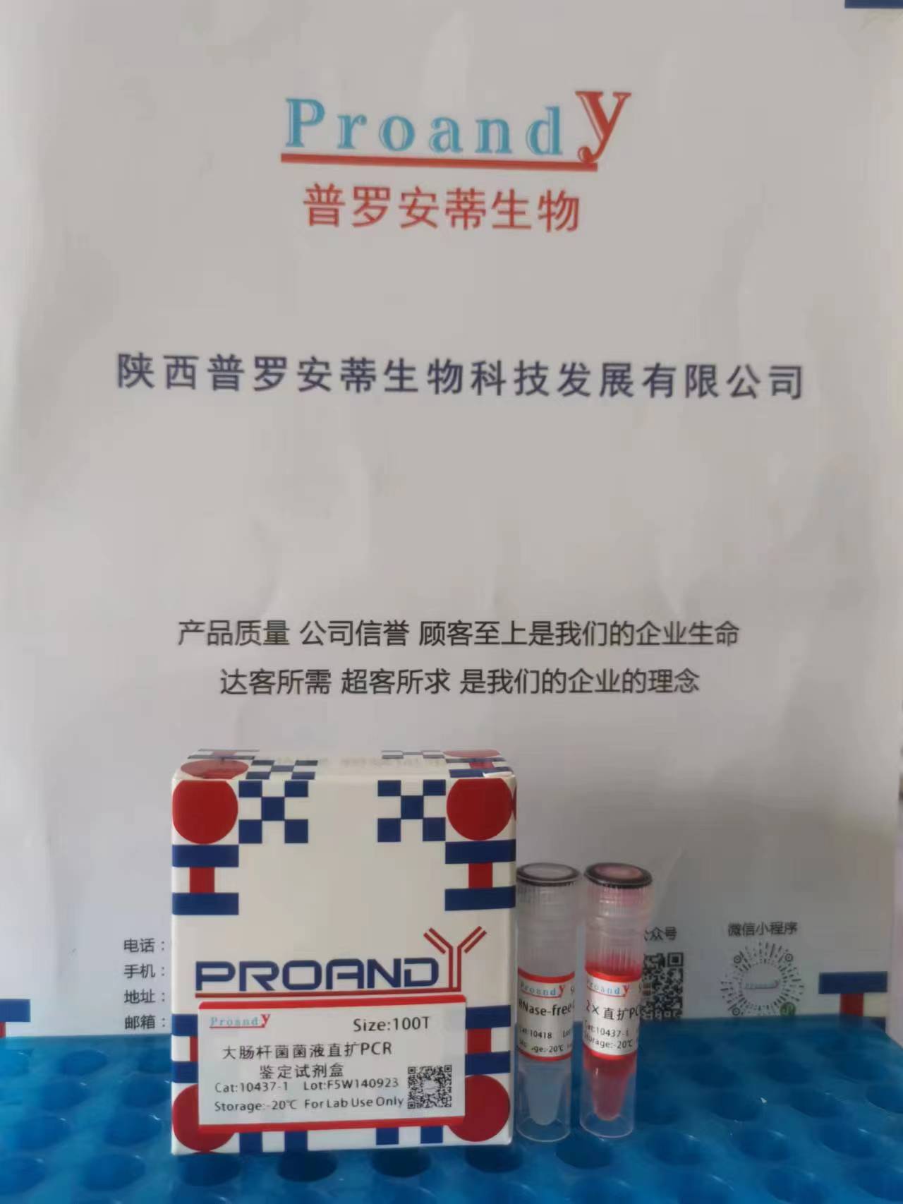 大腸桿菌直擴(kuò)PCR.jpg